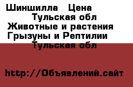 Шиншилла › Цена ­ 1 000 - Тульская обл. Животные и растения » Грызуны и Рептилии   . Тульская обл.